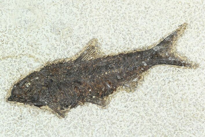 Fossil Fish (Knightia) - Green River Formation #126163